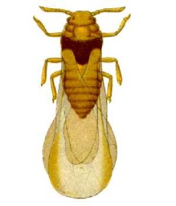 La filoxera protagonizó la gran plaga de finales del siglo XIX